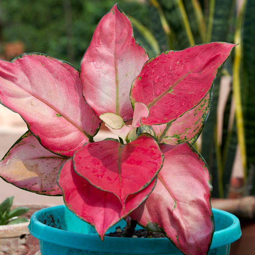 Aglaonema Red Zircon - Chinese evergreen (Foliage)