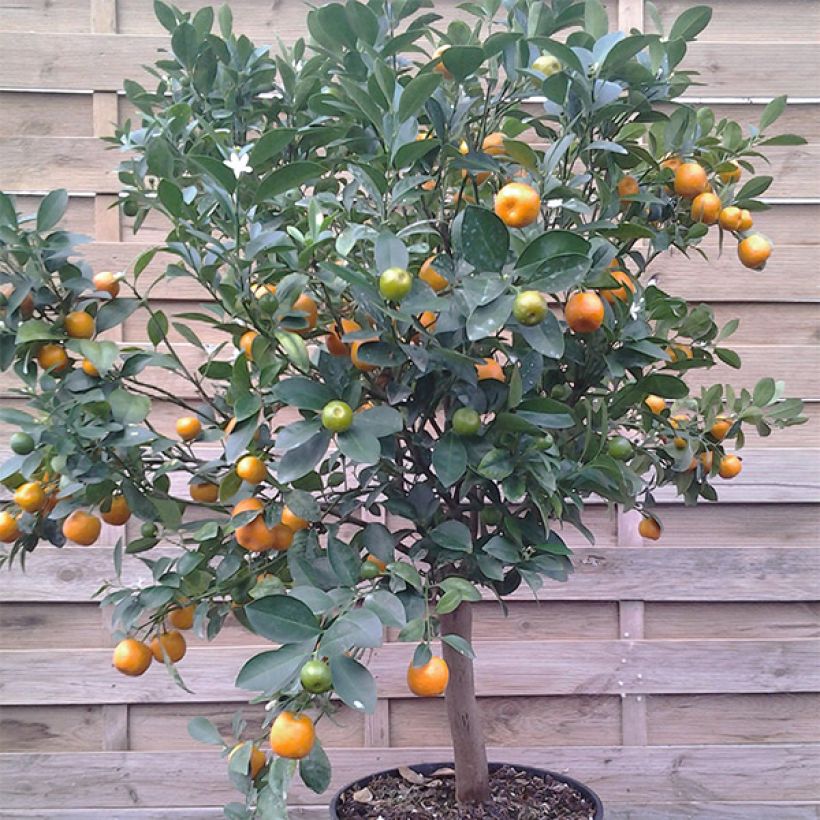 Calamondin - Citrus madurensis (Plant habit)