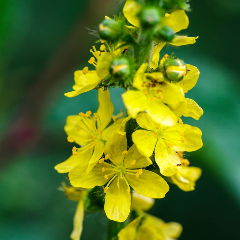 Agrimonia eupatoria   (Flowering)