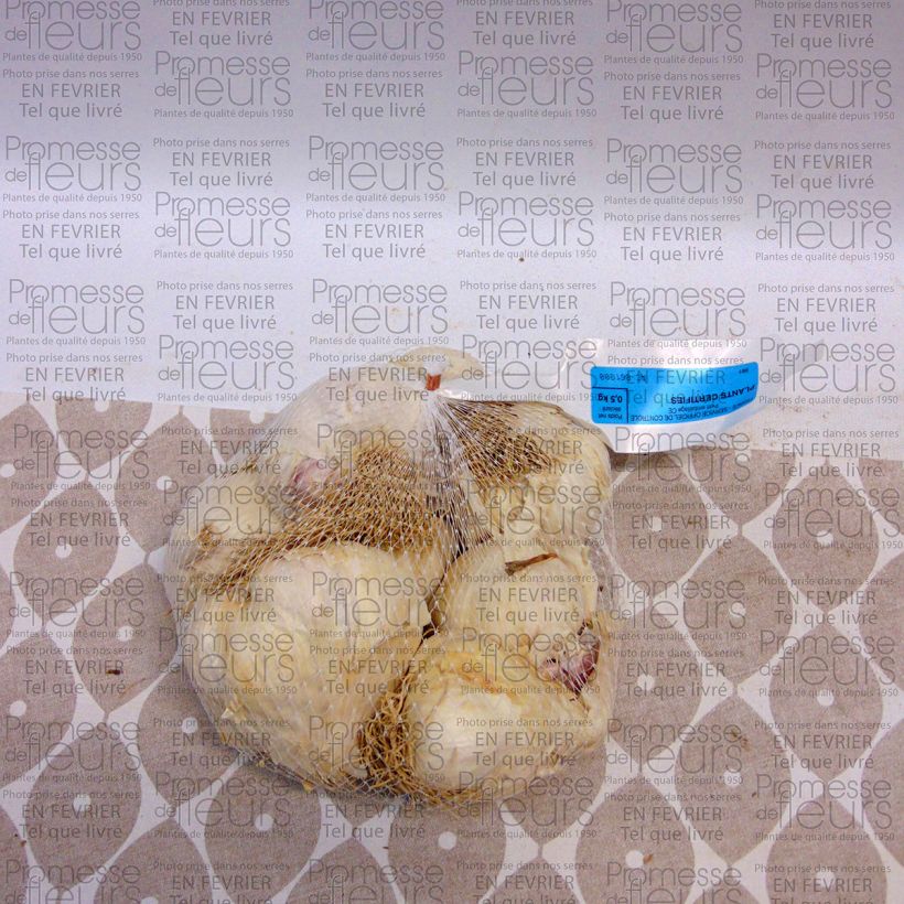 Example of Ail Flavor - Allium sativum Sac de 500g specimen as delivered