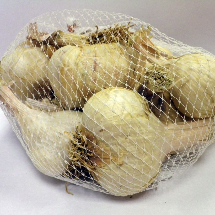 Example of Germidour Garlic plants (autumn planting) - Allium sativum specimen as delivered