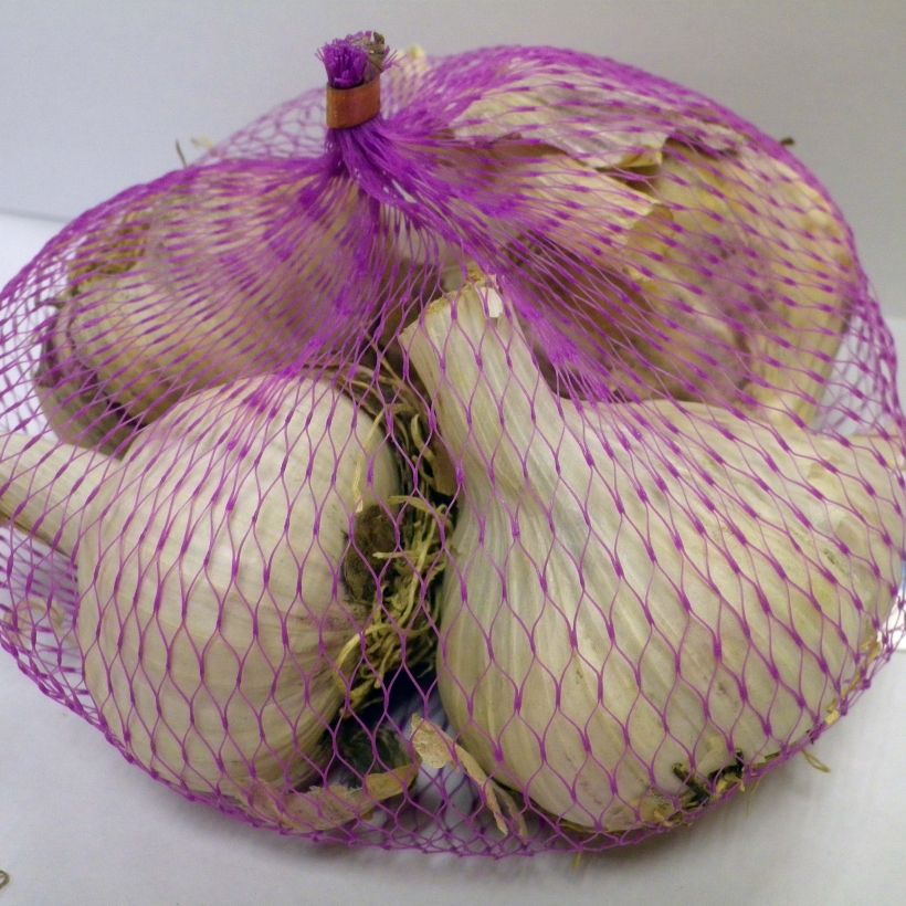 Example of Messidrome Garlic plants (autumn planting) - Allium sativum specimen as delivered