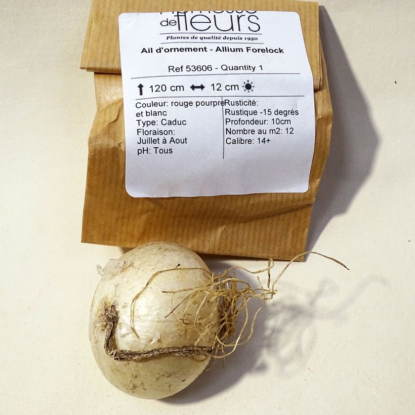 Example of Allium amethystinum Forelock specimen as delivered