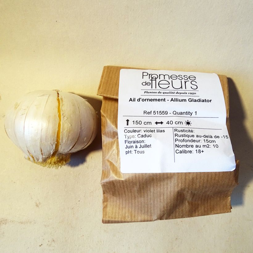 Example of Allium Gladiator specimen as delivered