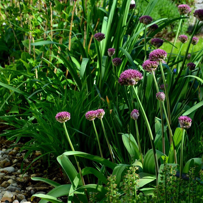 Allium Ostara (Plant habit)