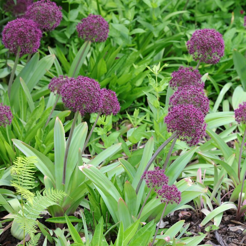 Allium Ostara (Plant habit)
