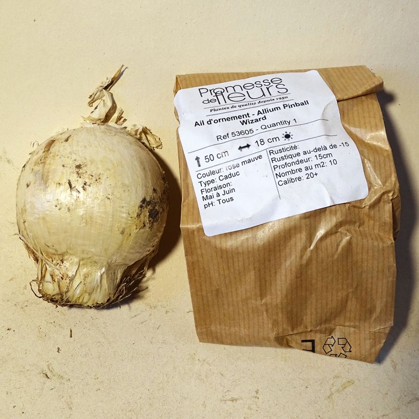 Example of Allium Pinball Wizard specimen as delivered