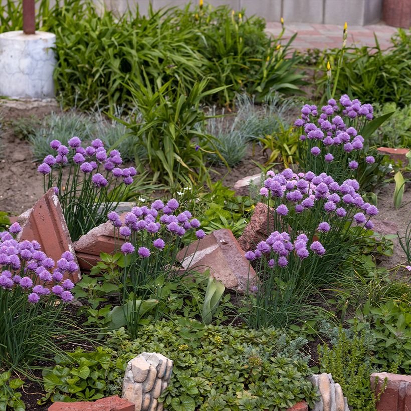 Allium cultorum Serendipity (Plant habit)