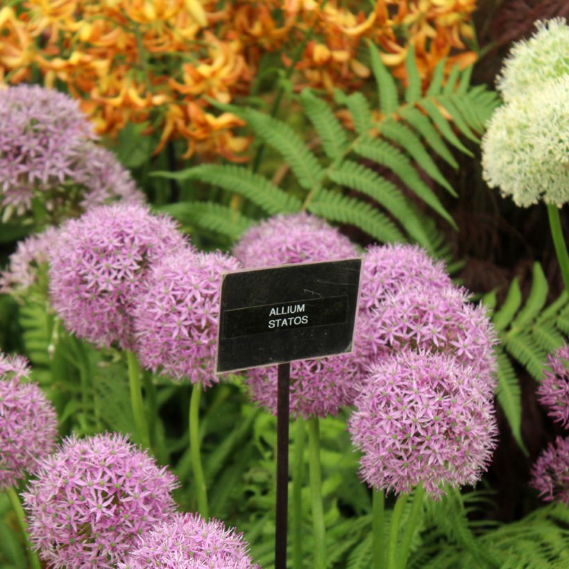 Allium Statos (Plant habit)