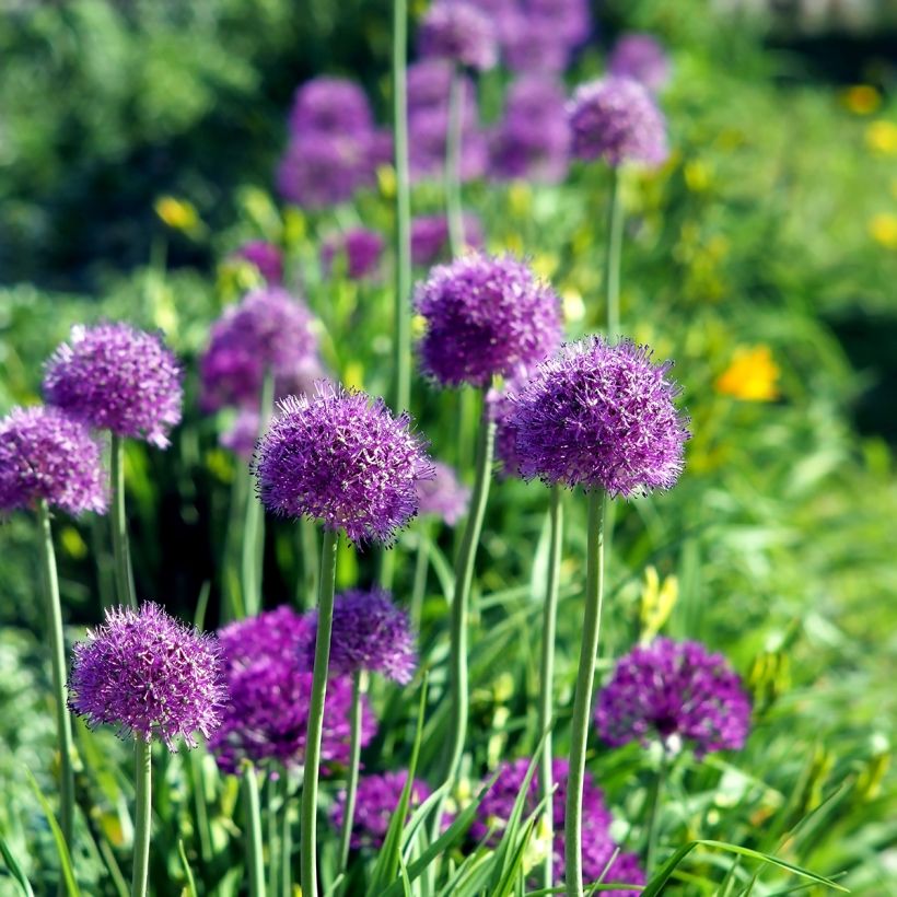 Allium aflatunense Purple Sensation (Plant habit)