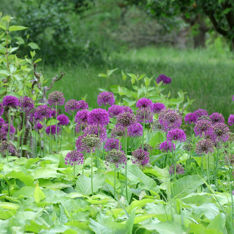 Allium aflatunense Purple Sensation (Plant habit)