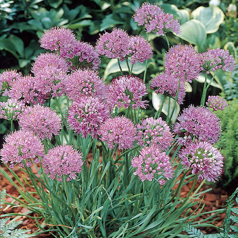 Allium angulosum (Plant habit)