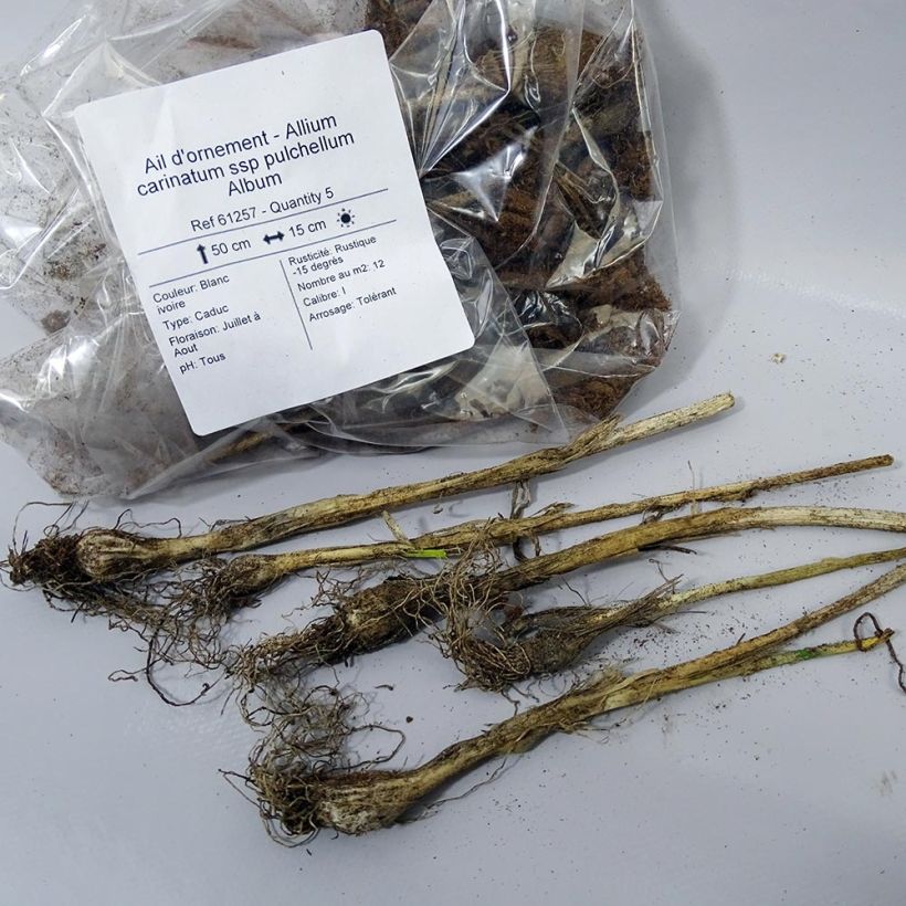 Example of Allium carinatum subsp. pulchellum Album specimen as delivered