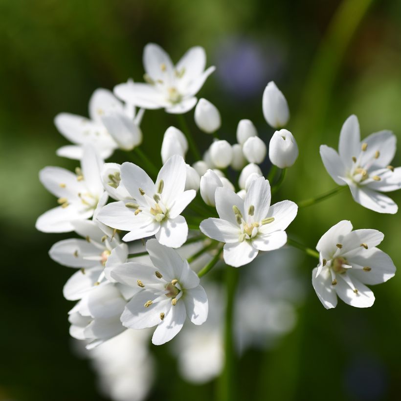 Allium neapolitanum Groupe Cowanii (Flowering)