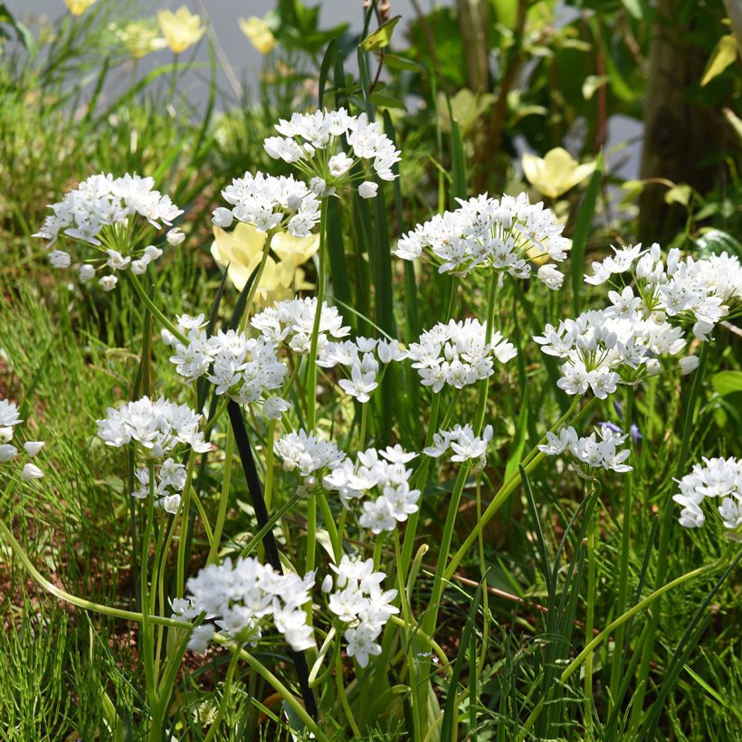 Allium neapolitanum Groupe Cowanii (Plant habit)