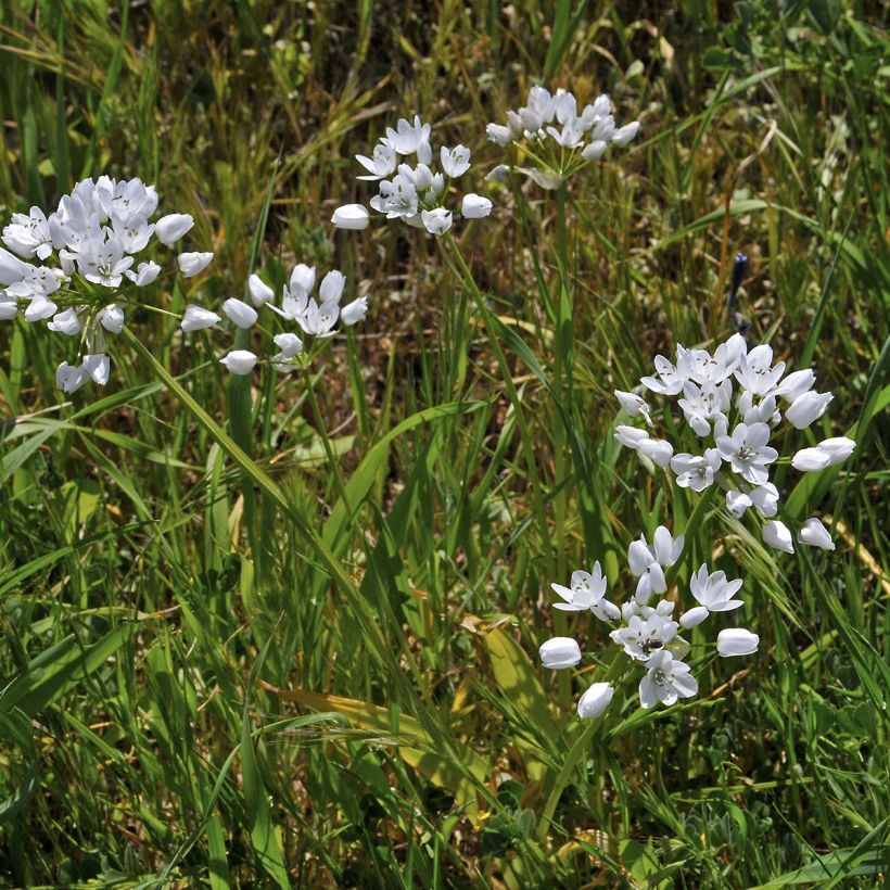 Allium neapolitanum (Plant habit)