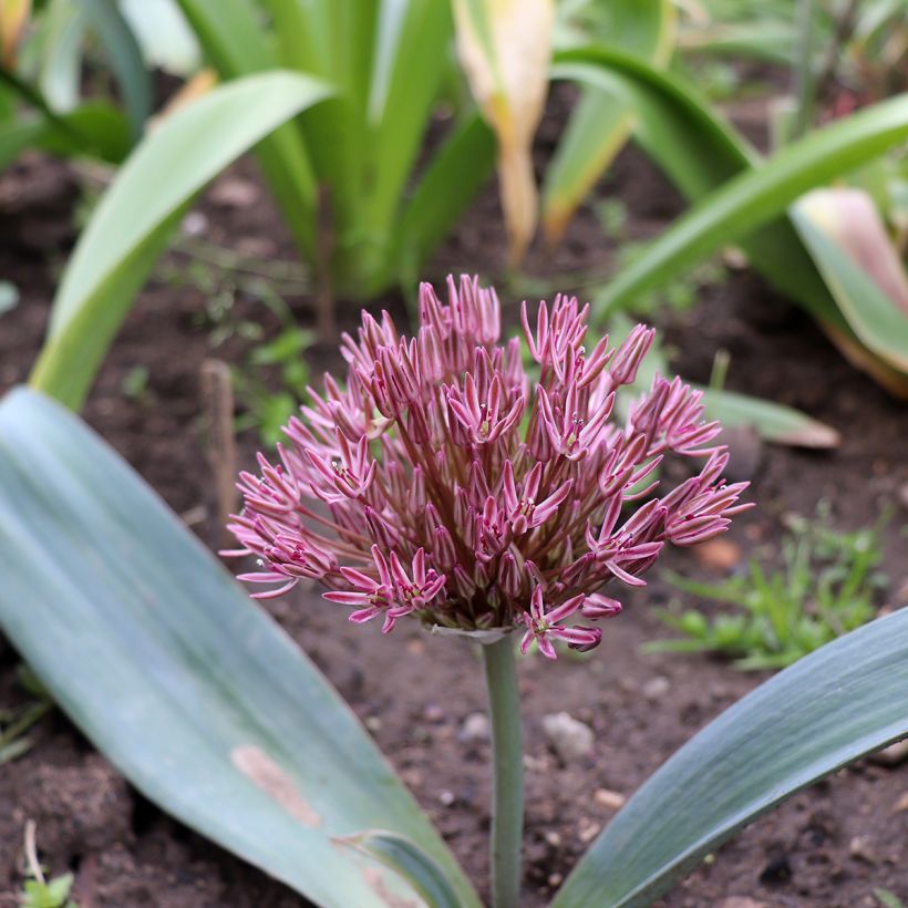 Allium nevskianum (Plant habit)