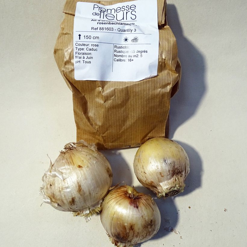 Example of Allium rosenbachianum specimen as delivered