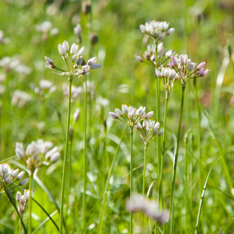 Allium roseum (Plant habit)