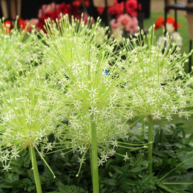 Allium schubertii Arctic Snow (Flowering)