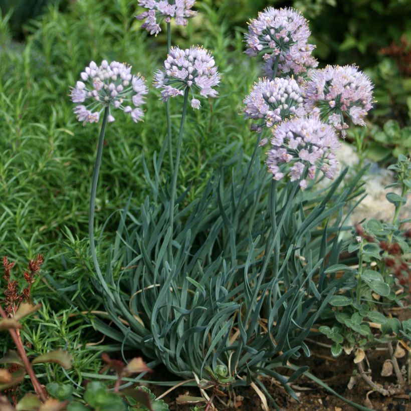 Allium senescens Lisa Blue (Plant habit)
