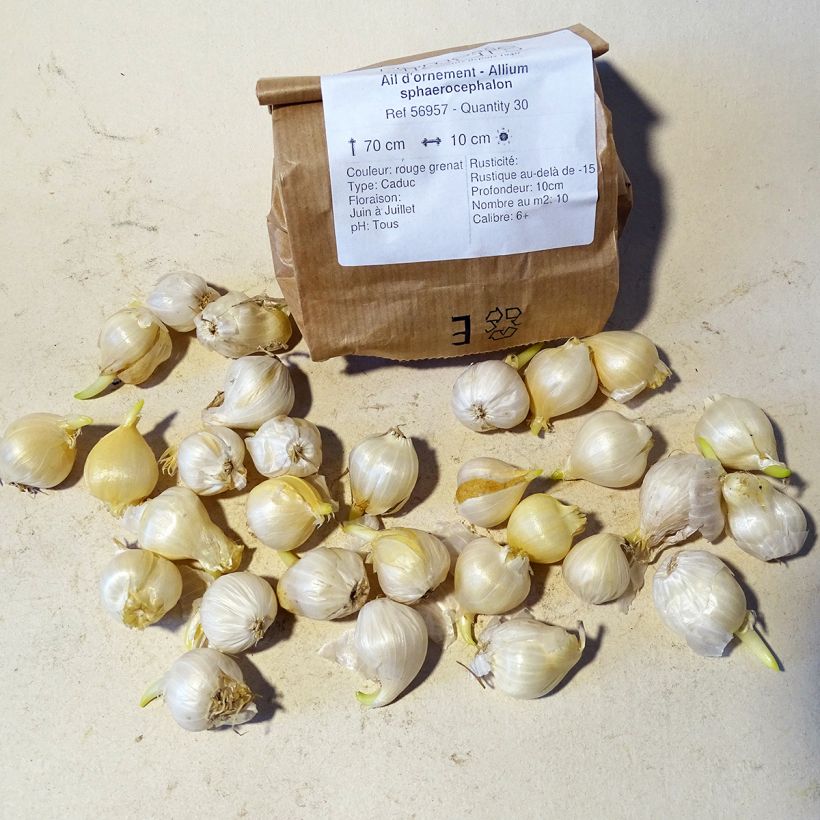 Example of Allium sphaerocephalon specimen as delivered