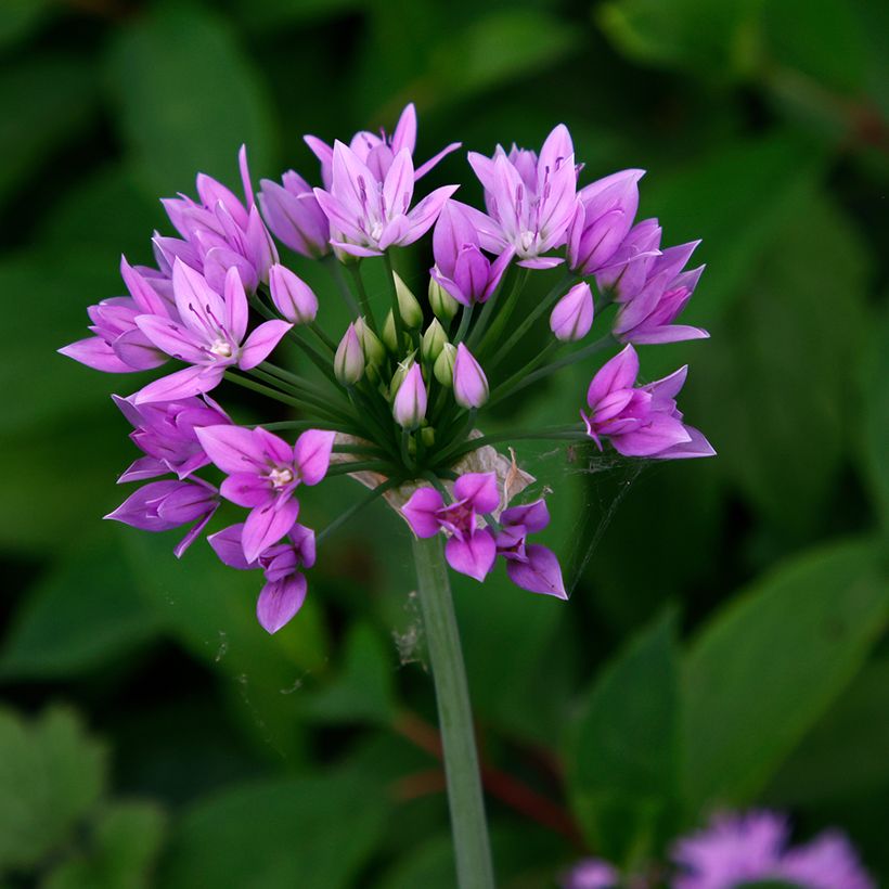 Allium unifolium Eros (Flowering)