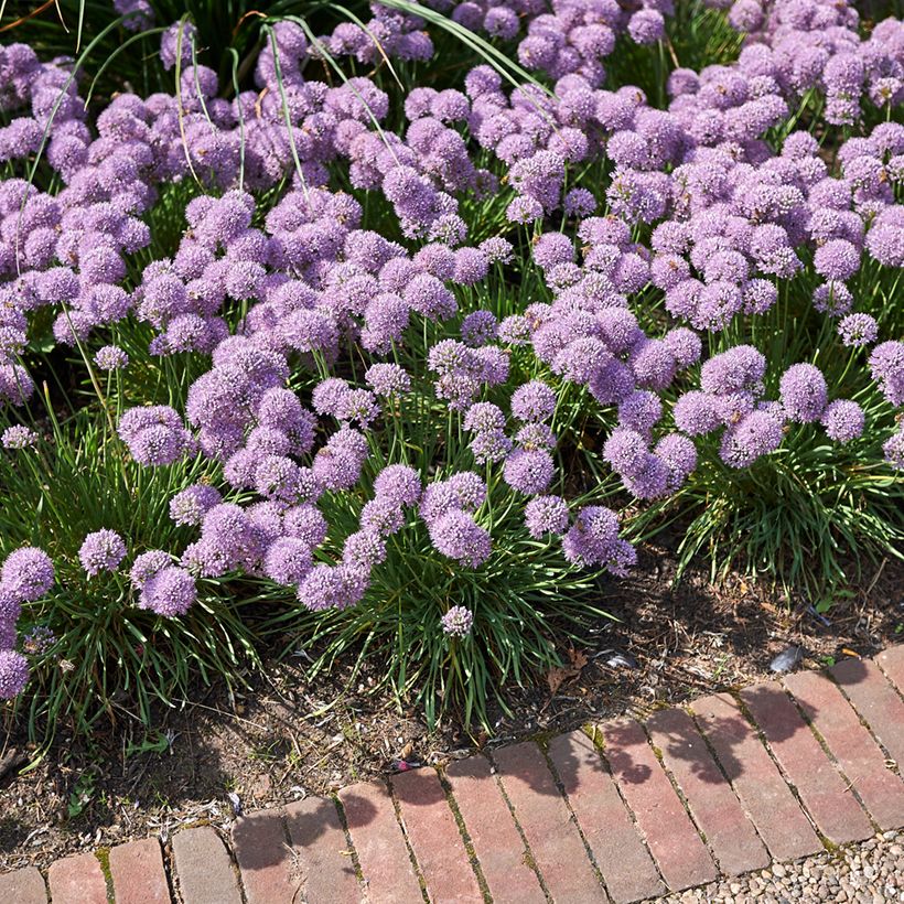 Allium senescens Avatar (Plant habit)