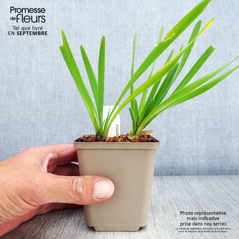 Allium cultorum Serendipity 8/9 cm pot sample as delivered in autumn
