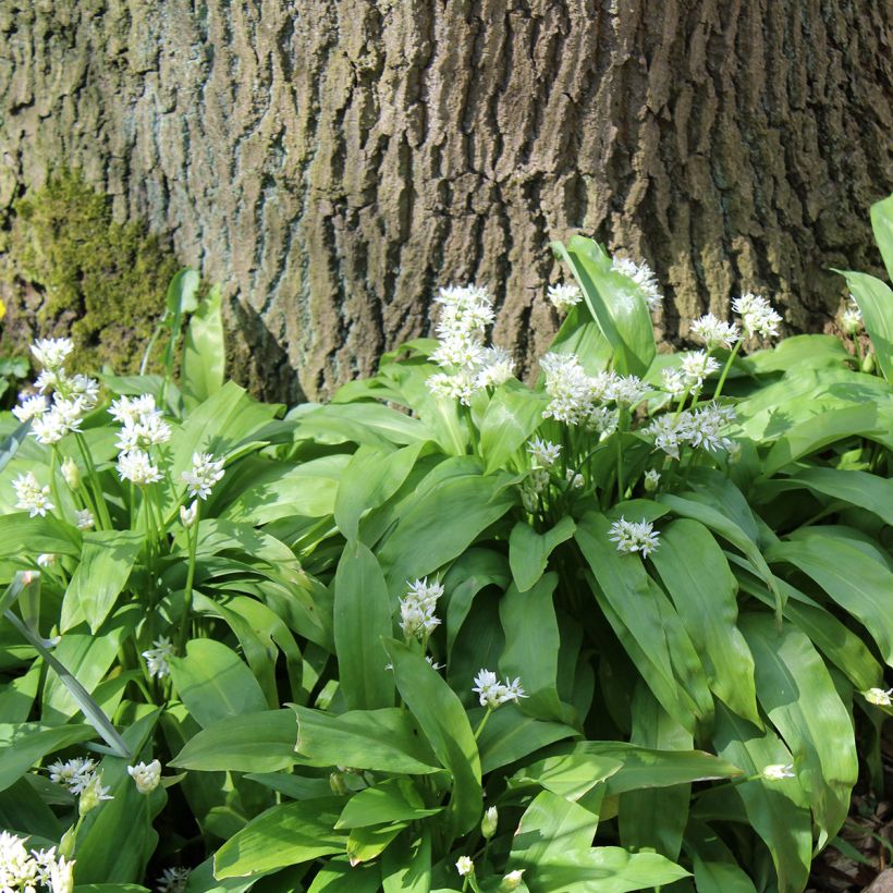 Bear's Garlic - Allium ursinum (Plant habit)