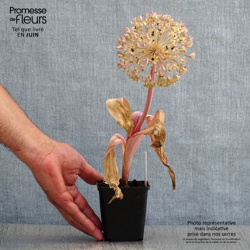 Allium karataviense - Turkish Onion 12cm pot sample as delivered in summer