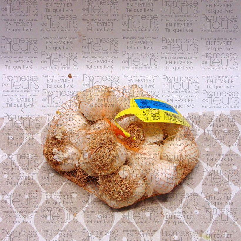 Example of Arno Pink Garlic - Allium sativum Each size 28/40 mm specimen as delivered
