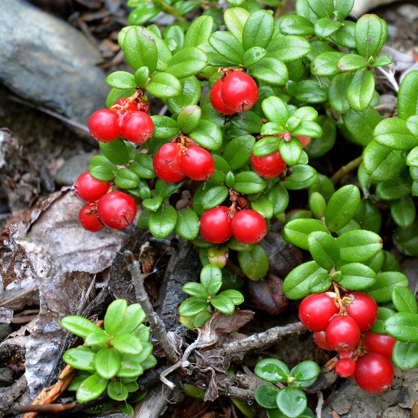 Vaccinium vitis-idaea Red Pearl - Bilberry (Plant habit)