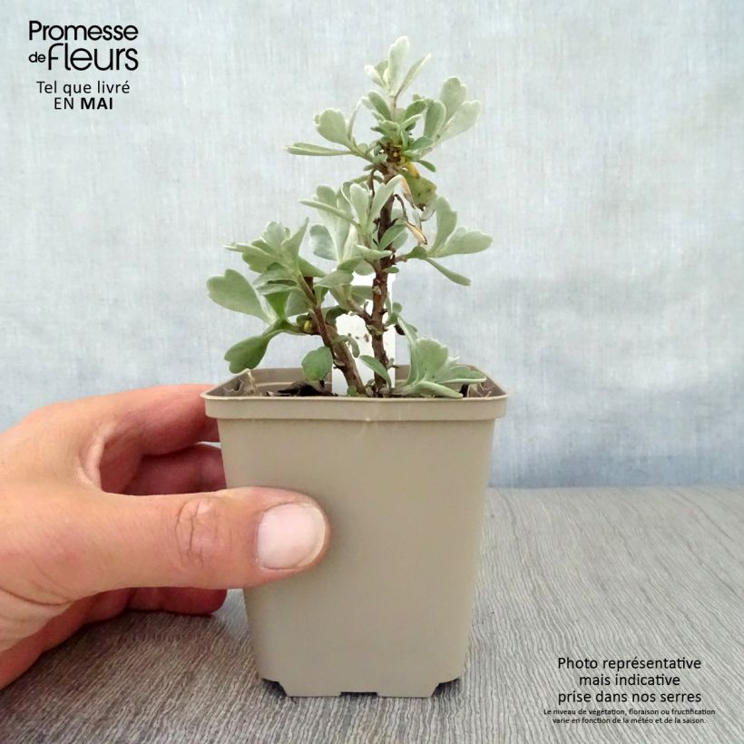 Ajania pacifica Gold and Silver - Chrysanthème du Pacifique Godet de 9cm sample as delivered in spring