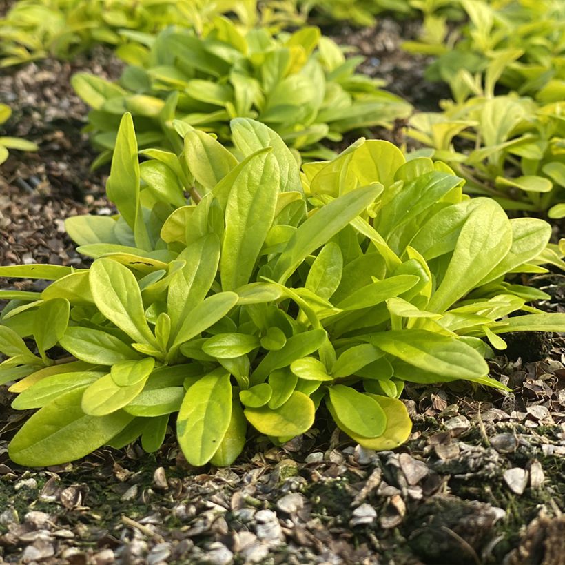 Ajuga x tenorii Cordial Canary (Plant habit)