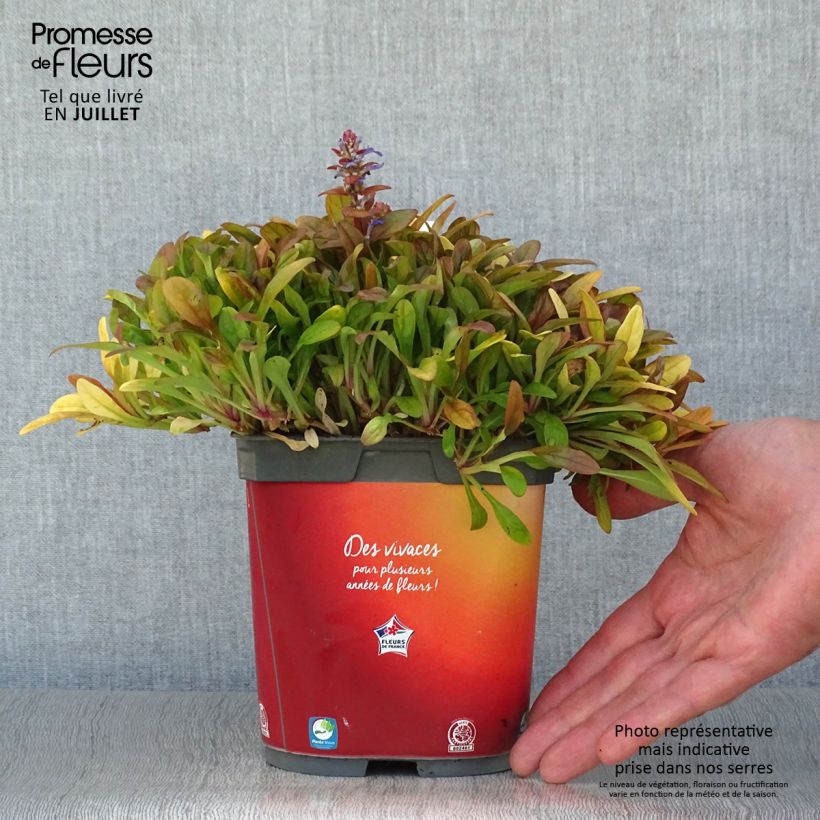 Ajuga reptans Feathered Friends Fancy Finch 2L/3L pot sample as delivered in summer