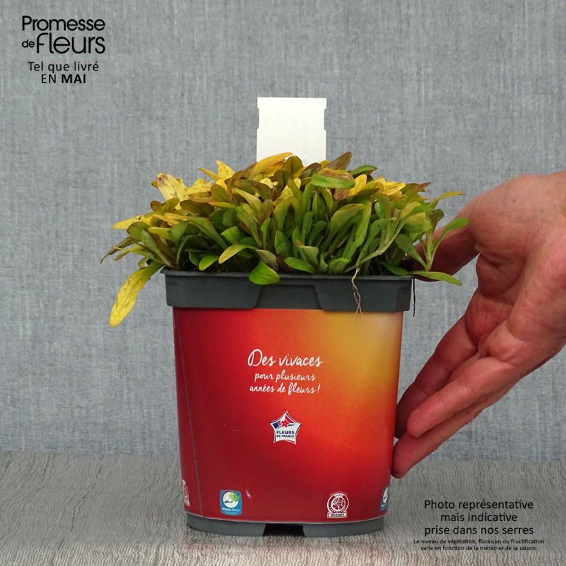 Ajuga reptans Feathered Friends Fancy Finch 2L/3L pot sample as delivered in spring