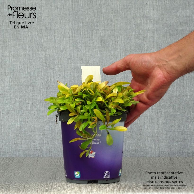 Ajuga reptans Petite Parakeet 2L/3L pot sample as delivered in spring