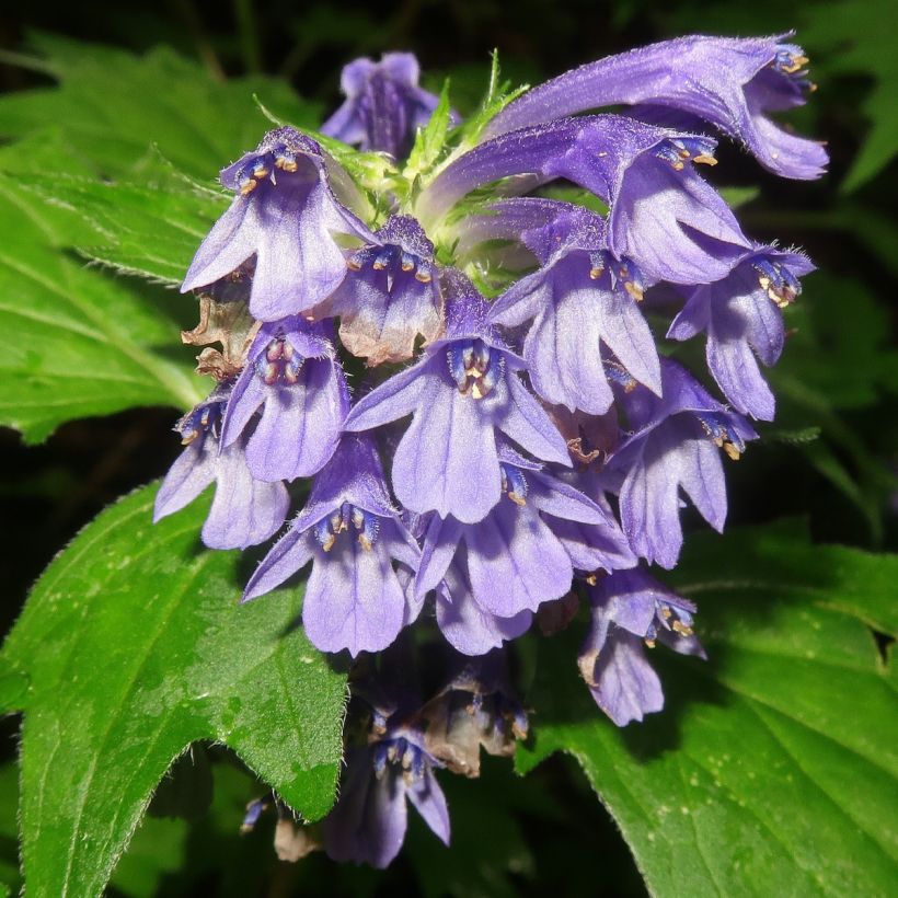 Ajuga incisa  (Flowering)