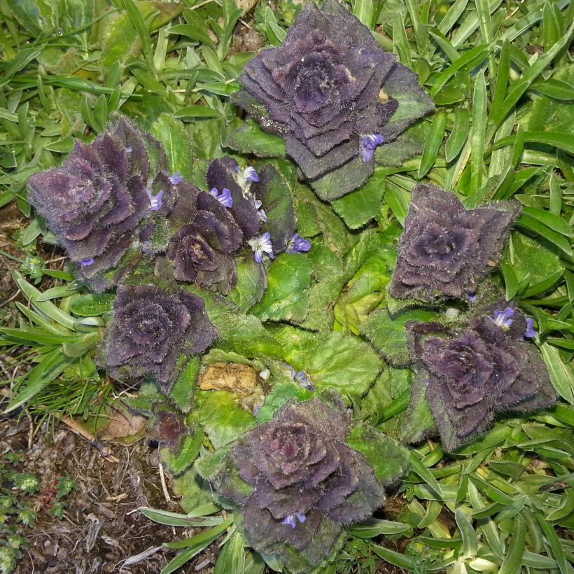 Ajuga pyramidalis  (Foliage)