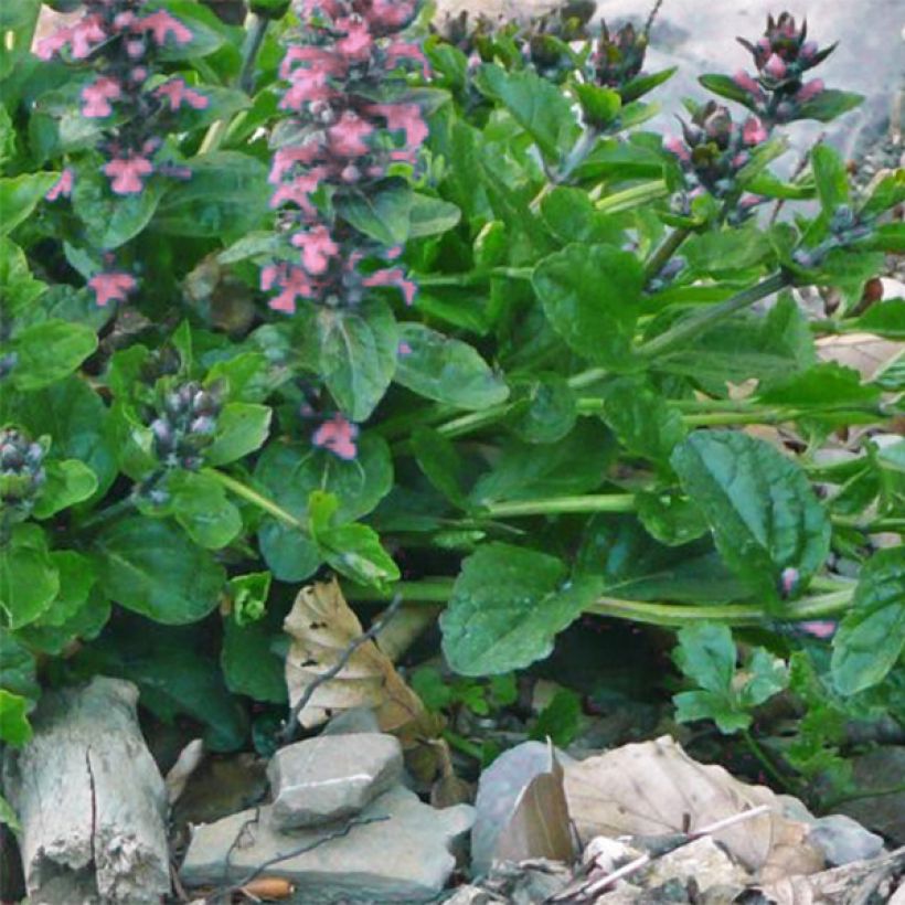 Ajuga reptans Pink Elf (Foliage)