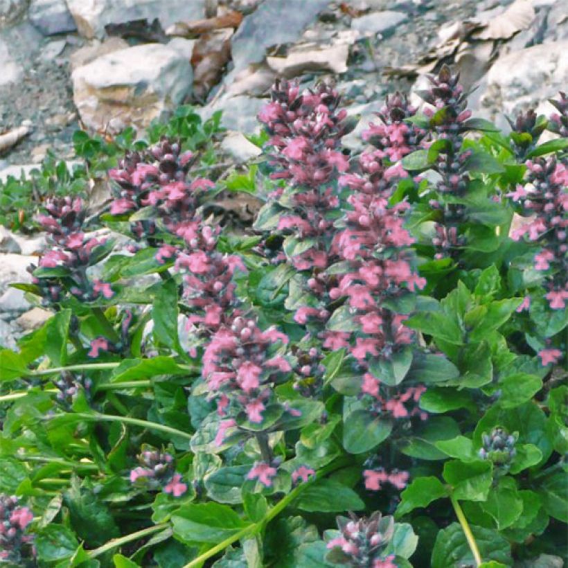 Ajuga reptans Pink Elf (Flowering)