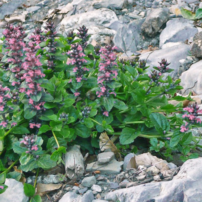 Ajuga reptans Pink Elf (Plant habit)