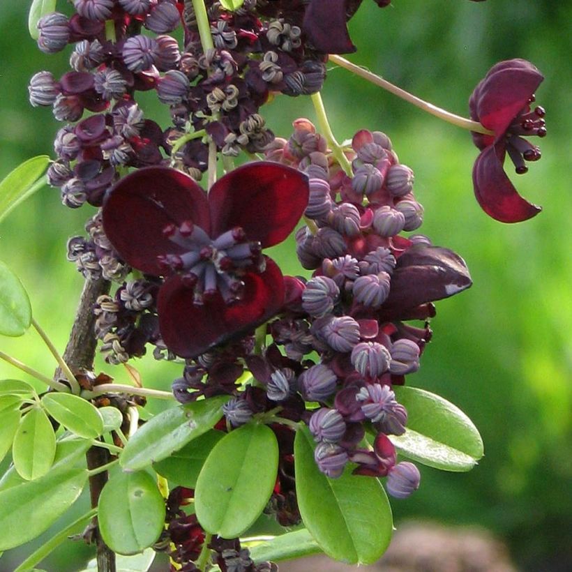 Akebia longeracemosa  (Flowering)
