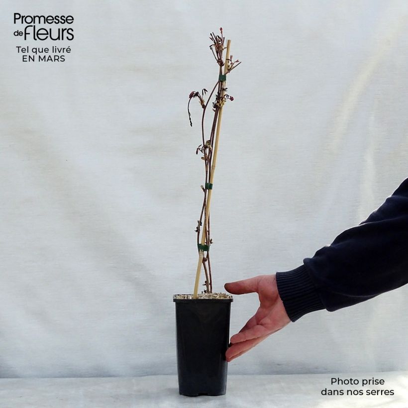 Akebia x pentaphylla  1.5L/2L potShipped height around 40cm sample as delivered in spring