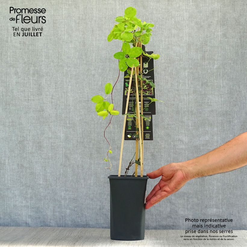 Akebia quinata - Chocolate Vine 2L/3L pot sample as delivered in summer