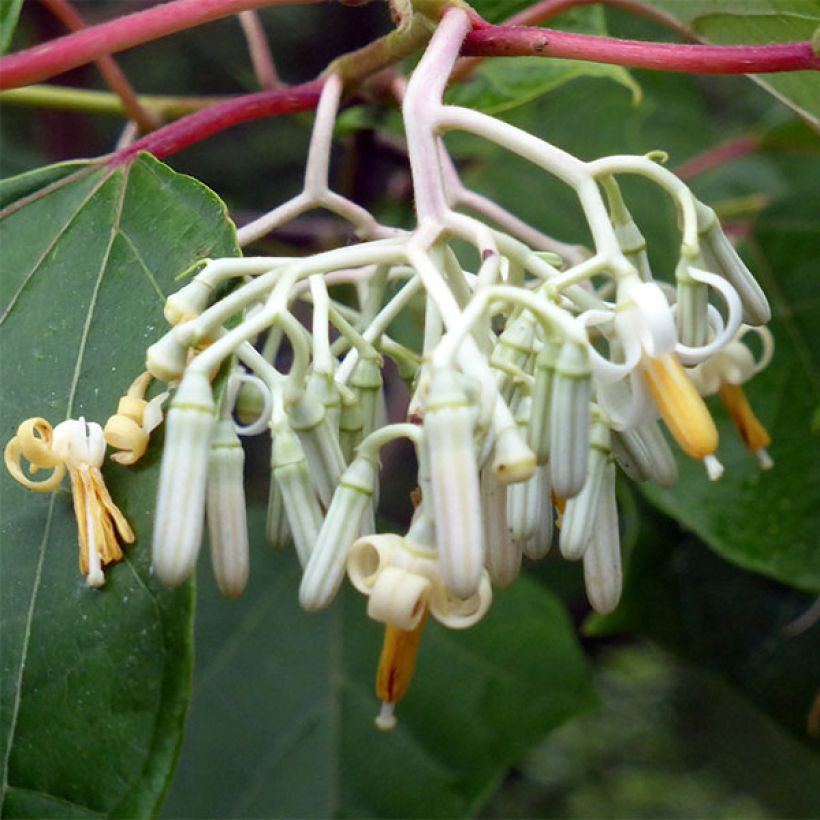 Alangium platanifolium (Flowering)