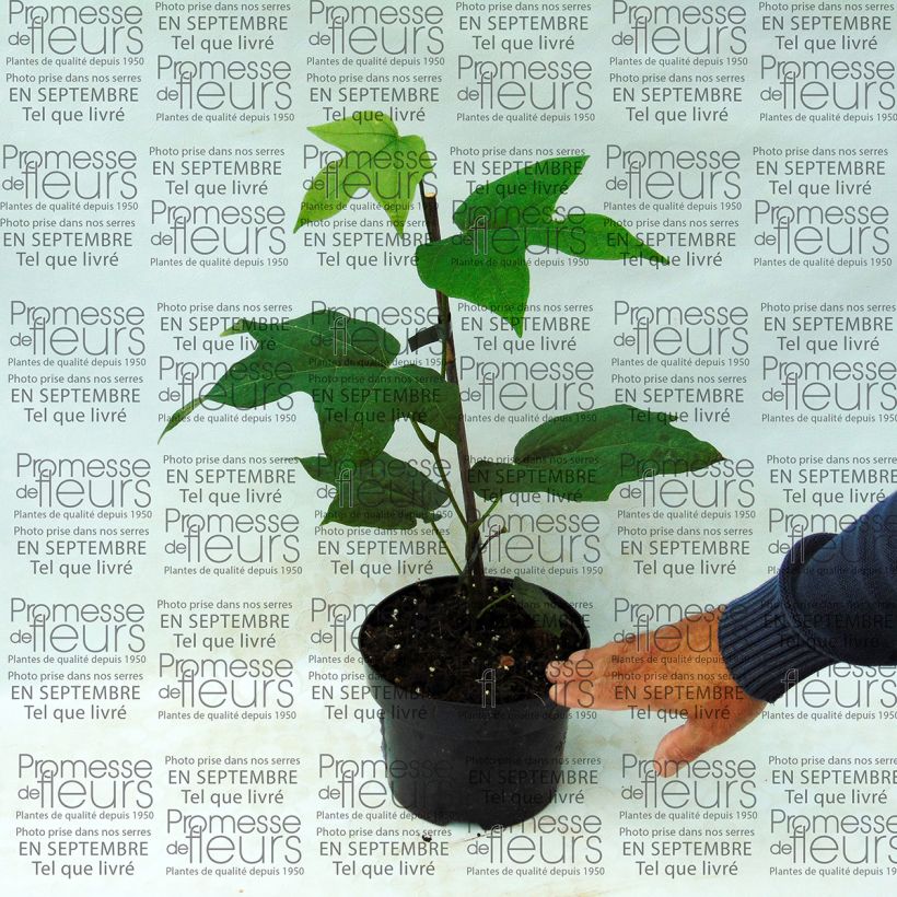 Example of Alangium platanifolium specimen as delivered