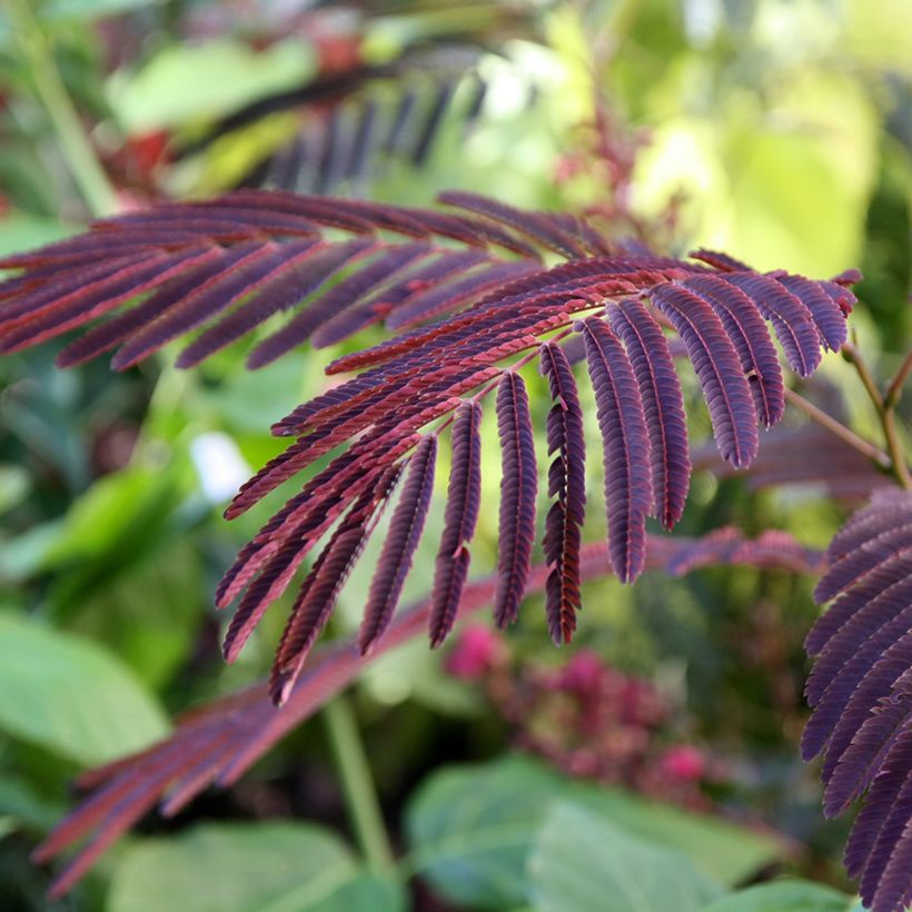 Albizia julibrissin Eveys Pride (Foliage)