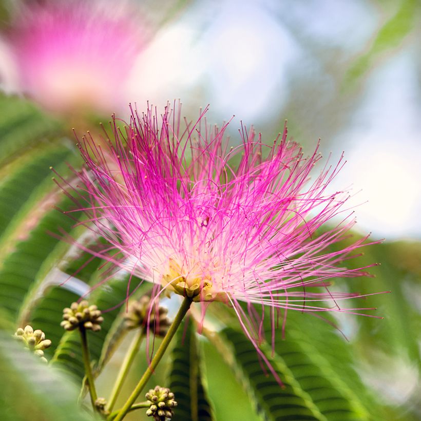 Albizia julibrissin Ombrella (Flowering)